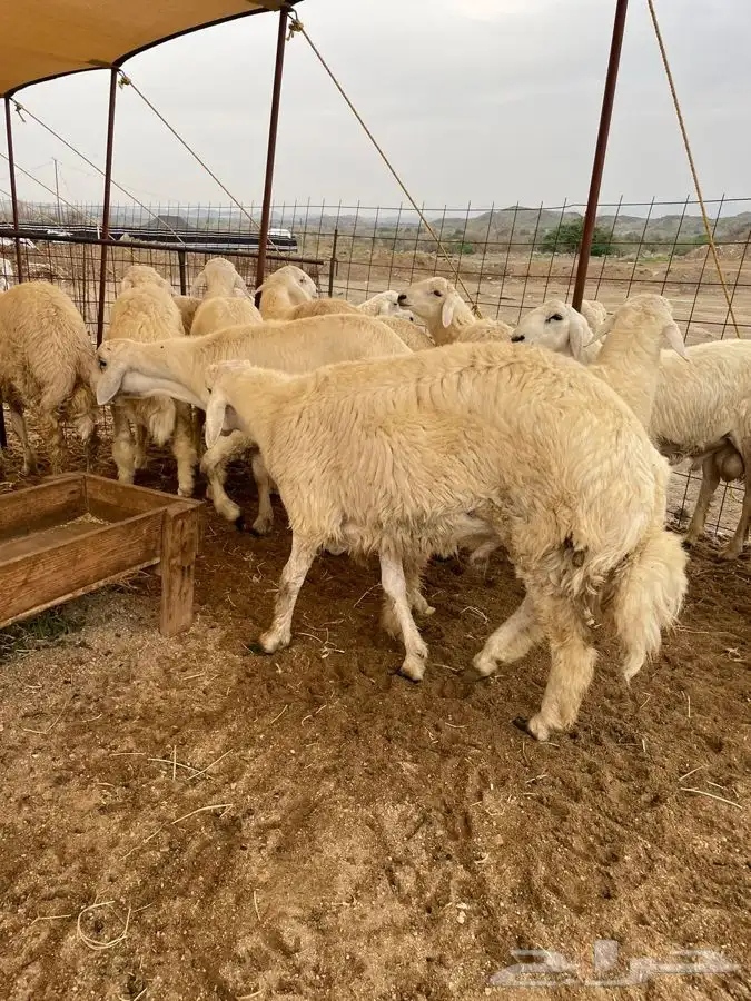 ذبايح حري طليان حري رخال حري جدة طريق بريمان بجوار المخيمات 1