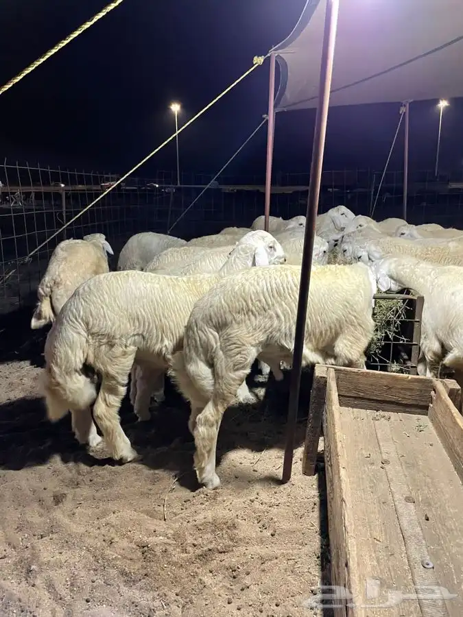 ذبايح حري طليان حري رخال حري جدة طريق بريمان بجوار المخيمات 13