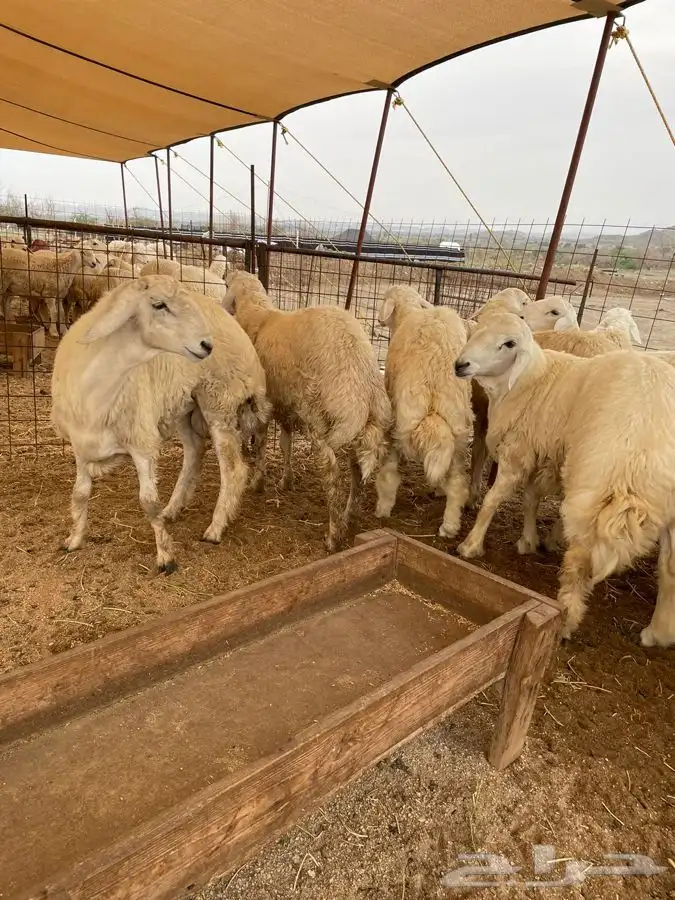 ذبايح حري طليان حري رخال حري جدة طريق بريمان بجوار المخيمات 0