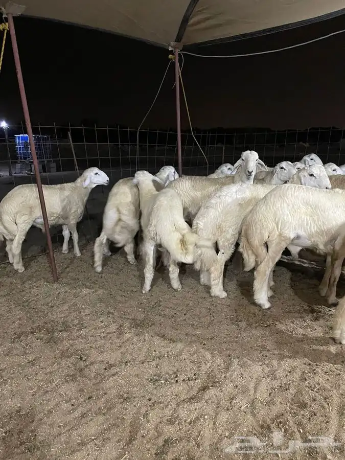 ذبايح حري طليان حري رخال حري جدة طريق بريمان بجوار المخيمات 8