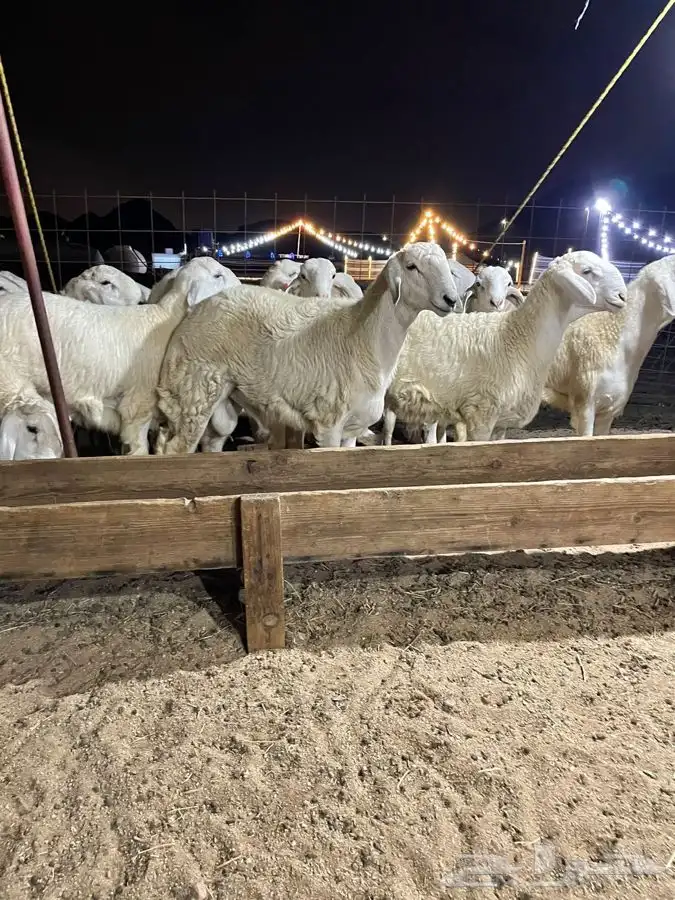 ذبايح حري طليان حري رخال حري جدة طريق بريمان بجوار المخيمات 6