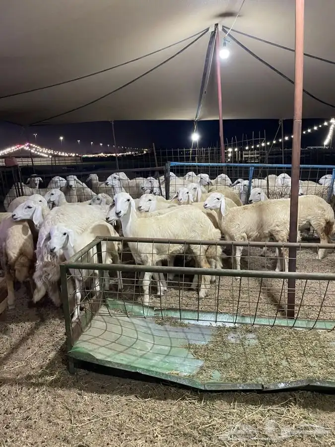 ذبايح حري طليان حري رخال حري جدة طريق بريمان بجوار المخيمات 12