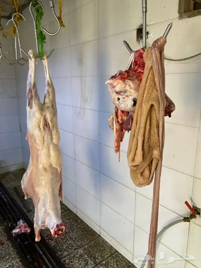ذبايح حري ذبح توصيل لباب البيت 3