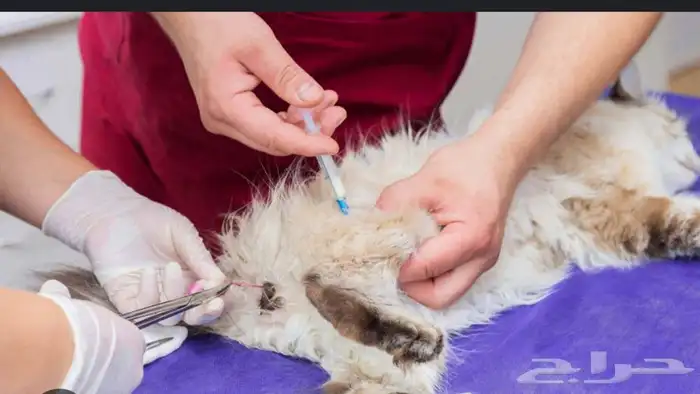 فندقة قطط فندقه ولاده قطط و فندقه تعقيم او اخصاء القطط 0