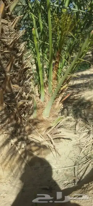 نحن نقوم نقوم بتنفيذ اشبوك بجميع انواعه وقلع النخيل وتكريب 3
