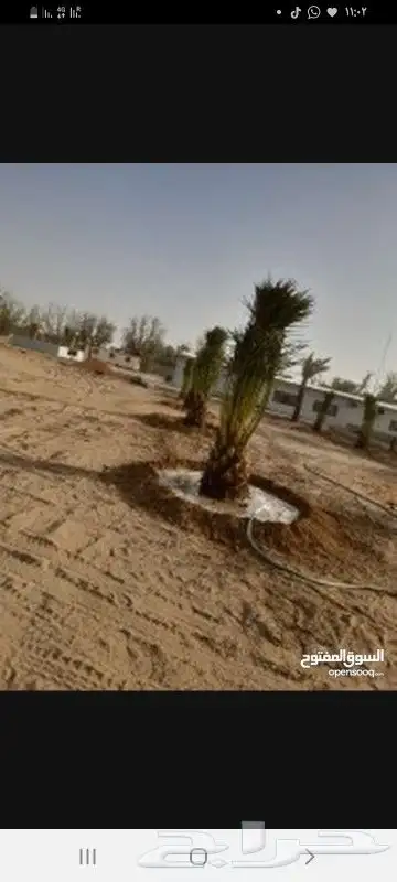 نحن نقوم نقوم بتنفيذ اشبوك بجميع انواعه وقلع النخيل وتكريب 4