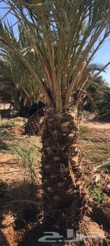 نحن نقوم نقوم بتنفيذ اشبوك بجميع انواعه وقلع النخيل وتكريب 1