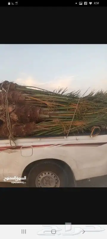 نحن نقوم نقوم بتنفيذ اشبوك بجميع انواعه وقلع النخيل وتكريب 9