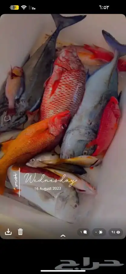 قارب للصيد و السباحة و النزهه 1