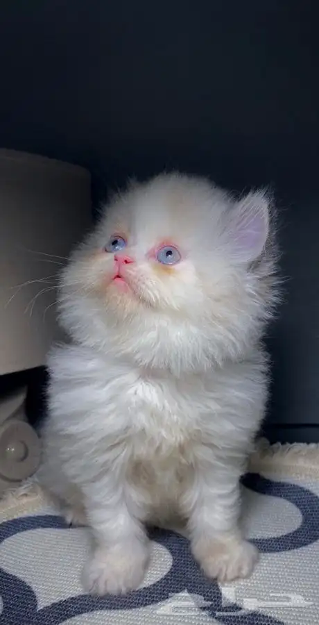 قطط للبيع قطط الرياض قطط الخرج كيتن سكوتش شيرازي هملايا قطه 0