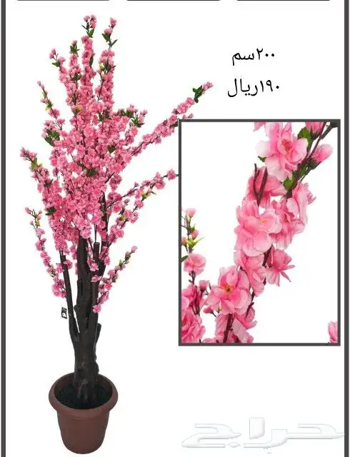 شجر بورد ملون 3