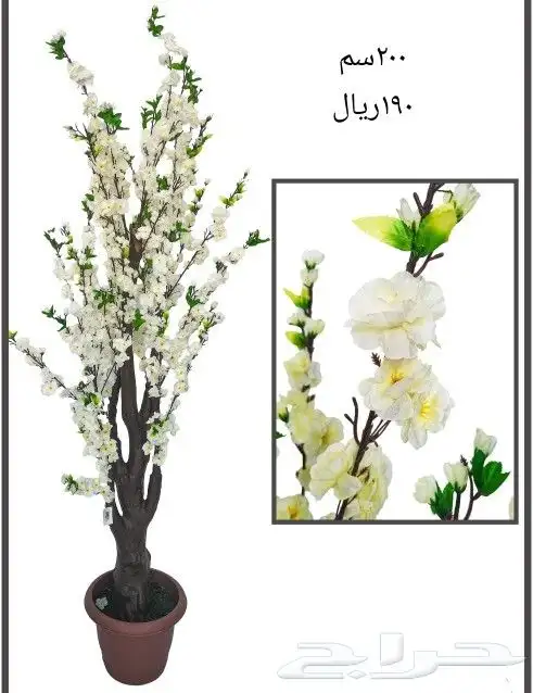 شجر بورد ملون 2