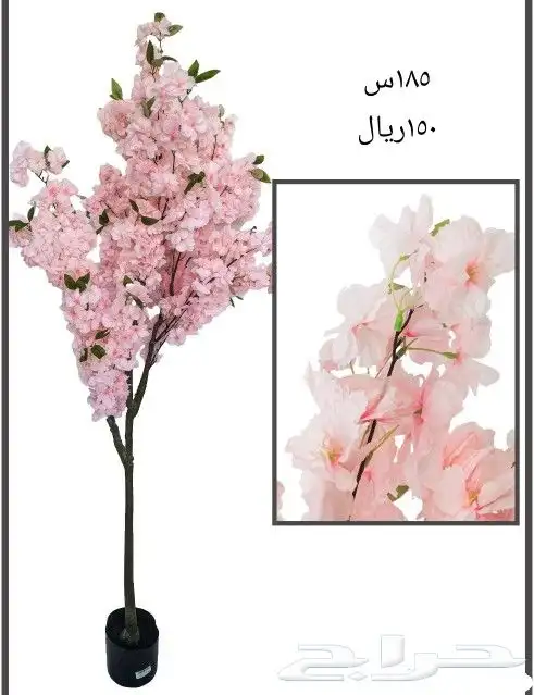 شجر بورد ملون 1