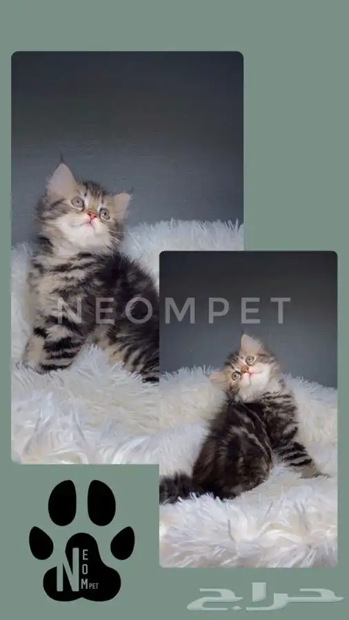 قطط للبيع قطط الرياض قطط الخرج كيتن سكوتش شيرازي هملايا قطه 3