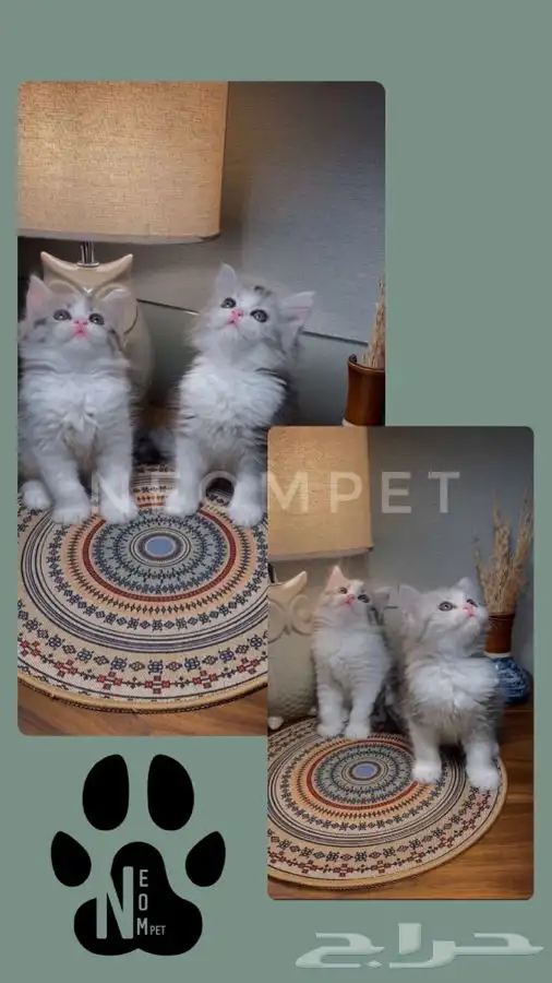 قطط للبيع قطط الرياض قطط الخرج كيتن سكوتش شيرازي هملايا قطه 7