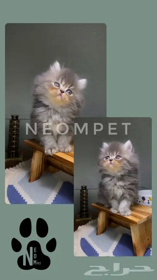 قطط للبيع قطط الرياض قطط الخرج كيتن سكوتش شيرازي هملايا قطه 5