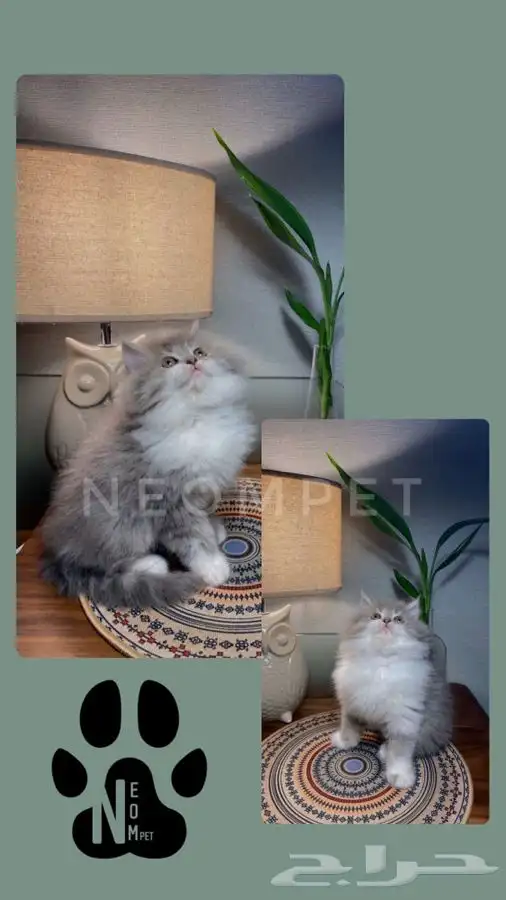 قطط للبيع قطط الرياض قطط الخرج كيتن سكوتش شيرازي هملايا قطه 8