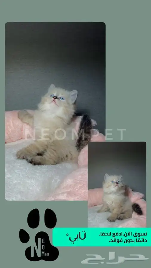 قطط للبيع قطط الرياض قطط الخرج كيتن سكوتش شيرازي هملايا قطه 4
