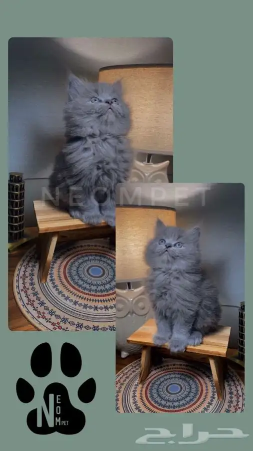قطط للبيع قطط الرياض قطط الخرج كيتن سكوتش شيرازي هملايا قطه 2