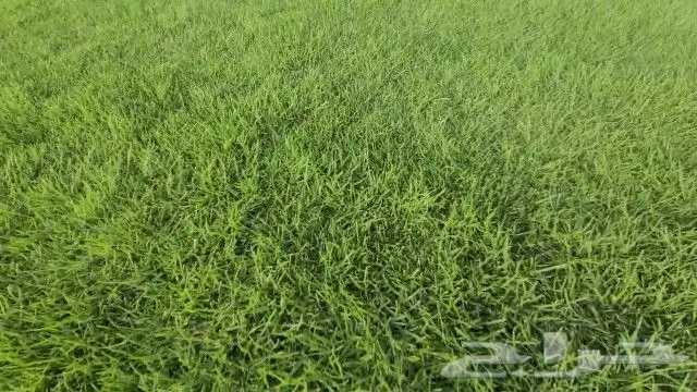 ثيل طبيعي c2000 4