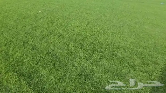ثيل طبيعي c2000 2