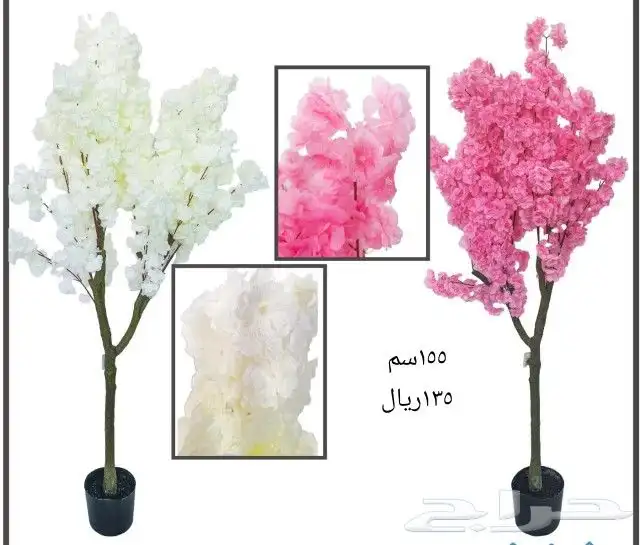 شجر بورد ملون 0