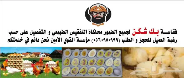 حاضنات صوص 4
