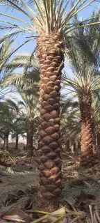 مقالول نخيل توريد وتكريب وتحويض 4