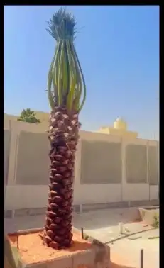مقالول نخيل توريد وتكريب وتحويض 5