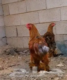 دجاج براهما 3
