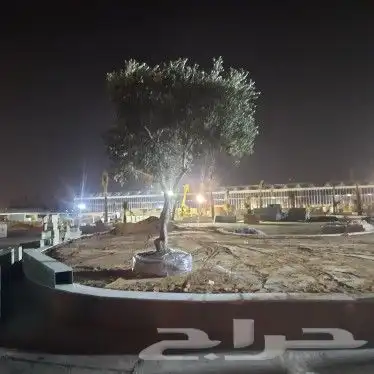 اشجار زيتون مثمر بجميع انواعه ومعمر 2