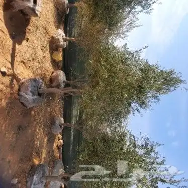اشجار زيتون مثمر بجميع انواعه ومعمر 4