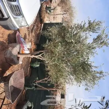 اشجار زيتون مثمر بجميع انواعه ومعمر 3