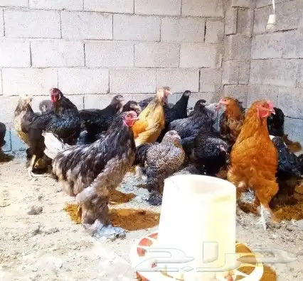 دجاج براهما 2