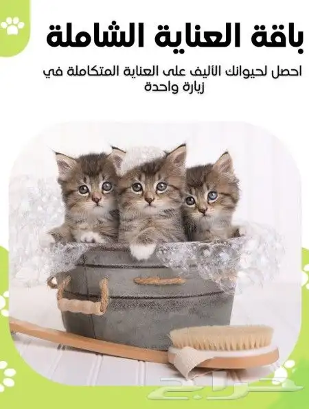 اكل قطط رمل معطر 3