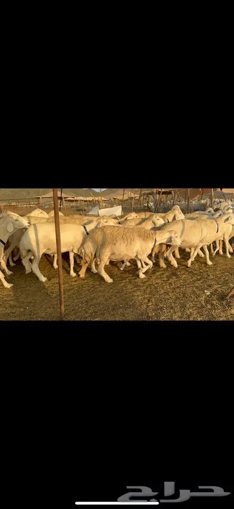 غنم حرية من العيار الثقيل الصنف الجروم انصح بها 1