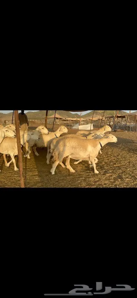 غنم حرية من العيار الثقيل الصنف الجروم انصح بها 2