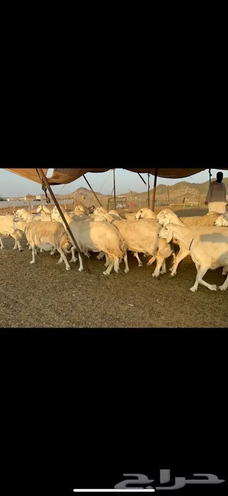 غنم حرية من العيار الثقيل الصنف الجروم انصح بها 3