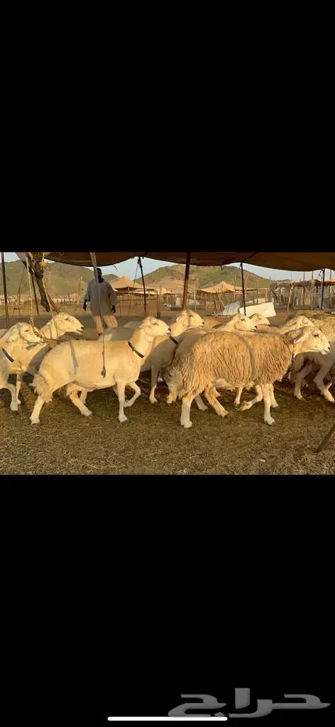 غنم حرية من العيار الثقيل الصنف الجروم انصح بها 4