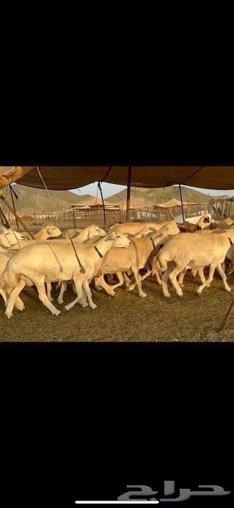 غنم حرية من العيار الثقيل الصنف الجروم انصح بها 6