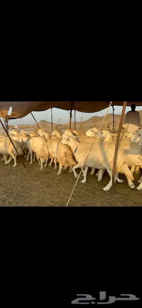 غنم حرية من العيار الثقيل الصنف الجروم انصح بها 5