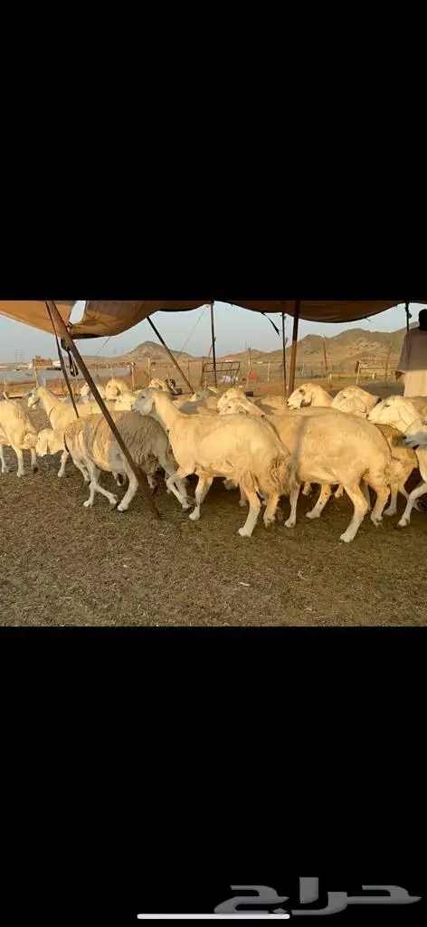 غنم حرية من العيار الثقيل الصنف الجروم انصح بها 7