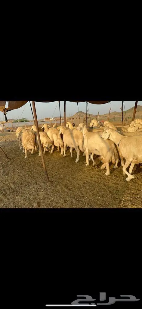 غنم حرية من العيار الثقيل الصنف الجروم انصح بها 8