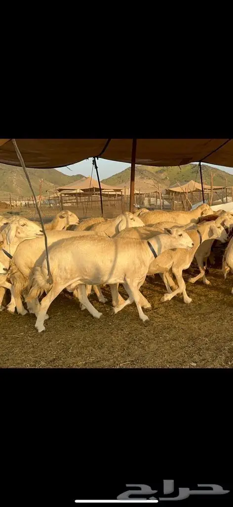 غنم حرية من العيار الثقيل الصنف الجروم انصح بها 10