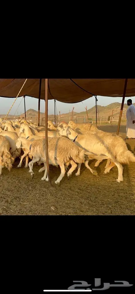 غنم حرية من العيار الثقيل الصنف الجروم انصح بها 9