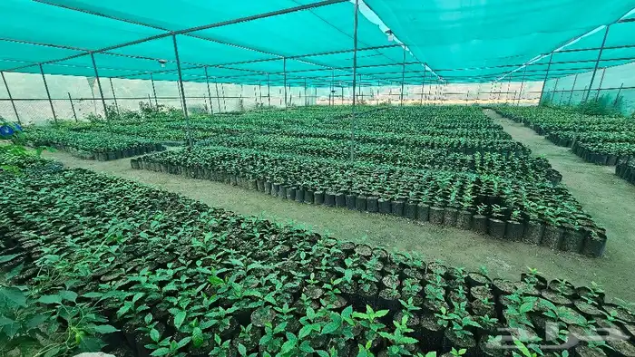 شتلات بن سعودي وشتلات صندل 10