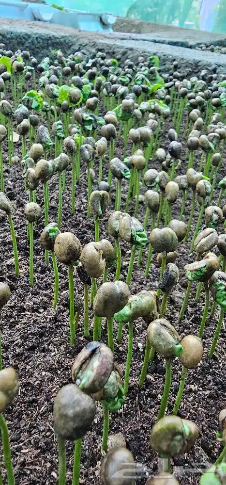 شتلات بن سعودي وشتلات صندل 7