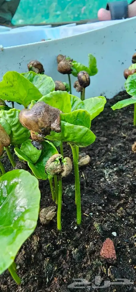 شتلات بن سعودي وشتلات صندل 6