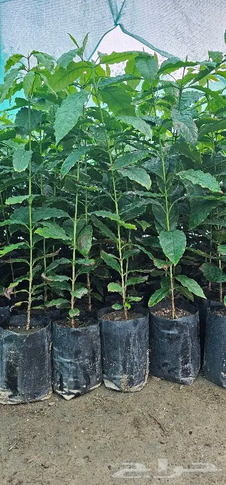 شتلات بن سعودي وشتلات صندل 5