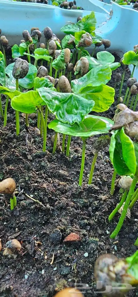 شتلات بن سعودي وشتلات صندل 11